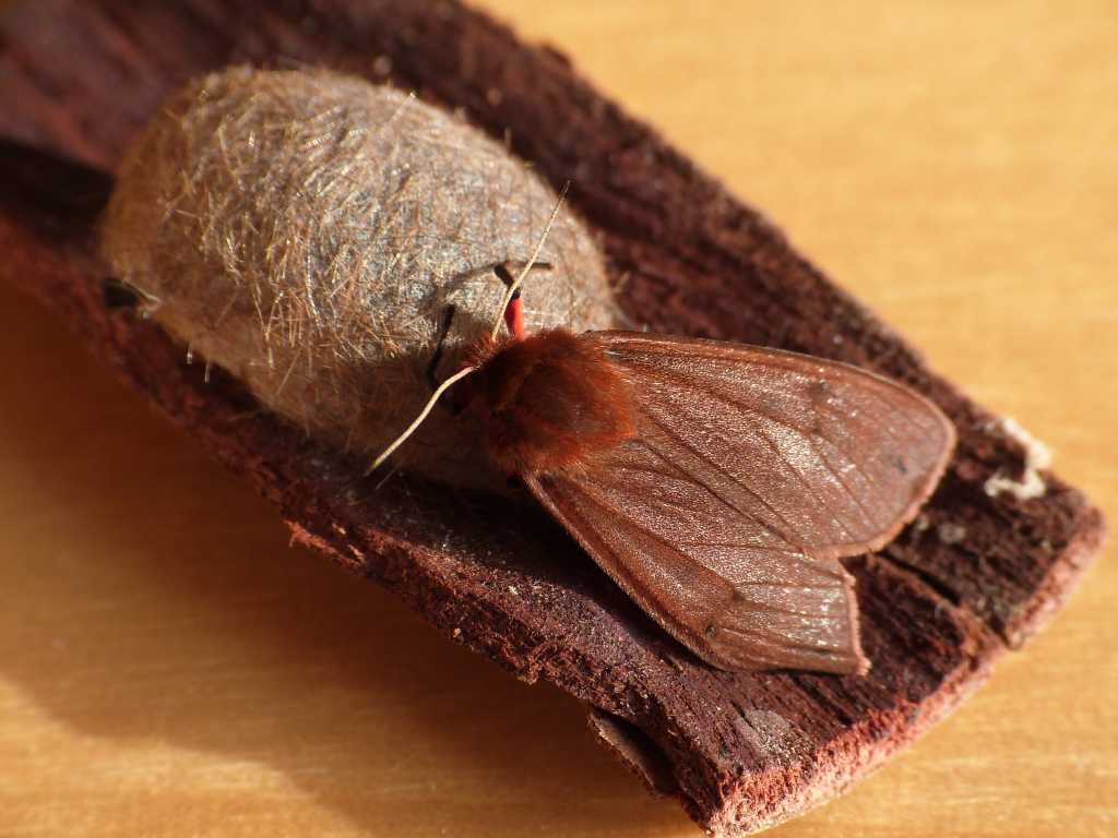 Bozzolo Di Phragmatobia Fuliginosa , Natura Mediterraneo | Forum ...